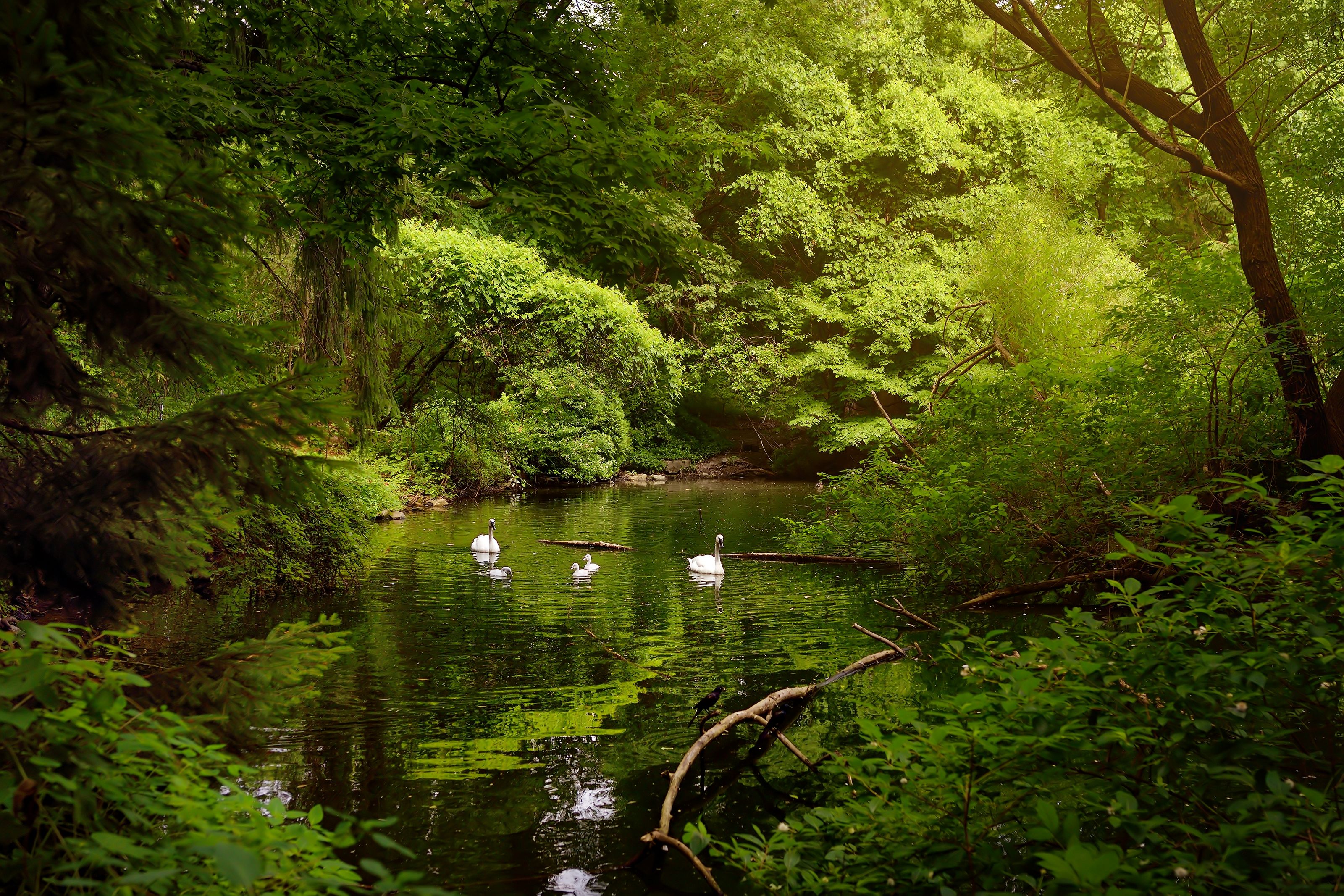 Lesní jezírko s labutěmi